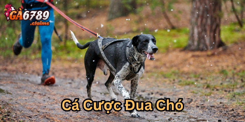 Cá Cược Đua Chó Là Gì? Chiến Thuật Thông Minh Từ Ga6789