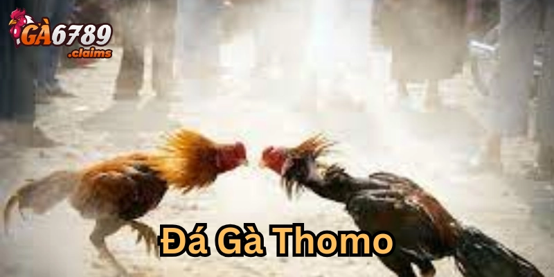 Đá gà thomo là gì?