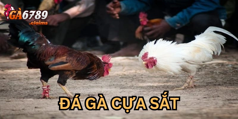 Đọc vị chiến kê để nhanh thắng