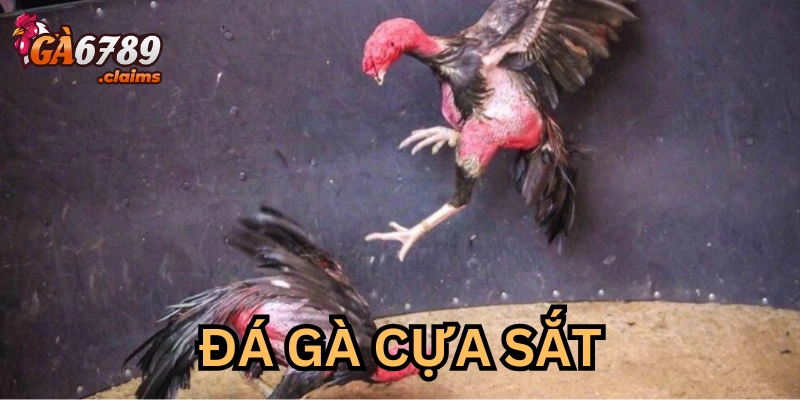 Giải mã đá gà cựa sắt