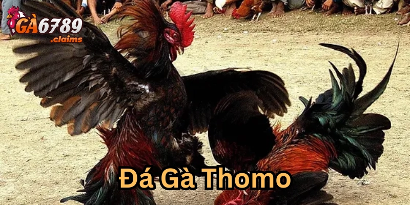 Quy trình cược đá gà thomo