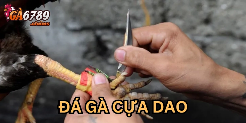 Sai lầm phổ biến trong cược đá gà