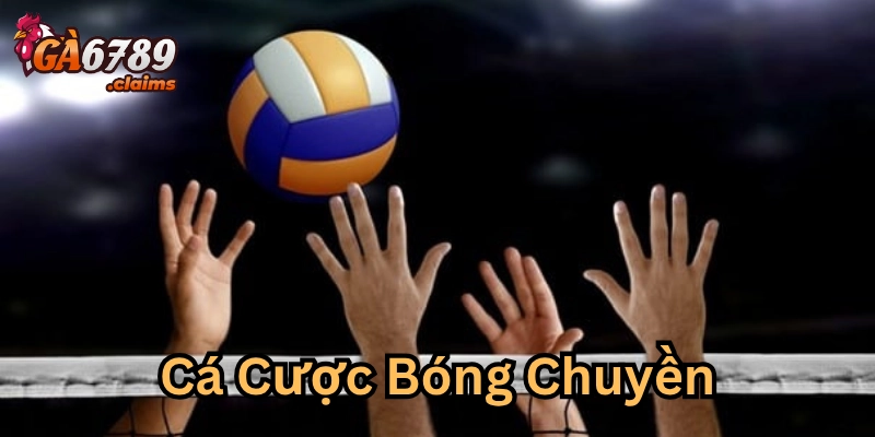 Tại sao Cá Cược Bóng Chuyền được yêu thích